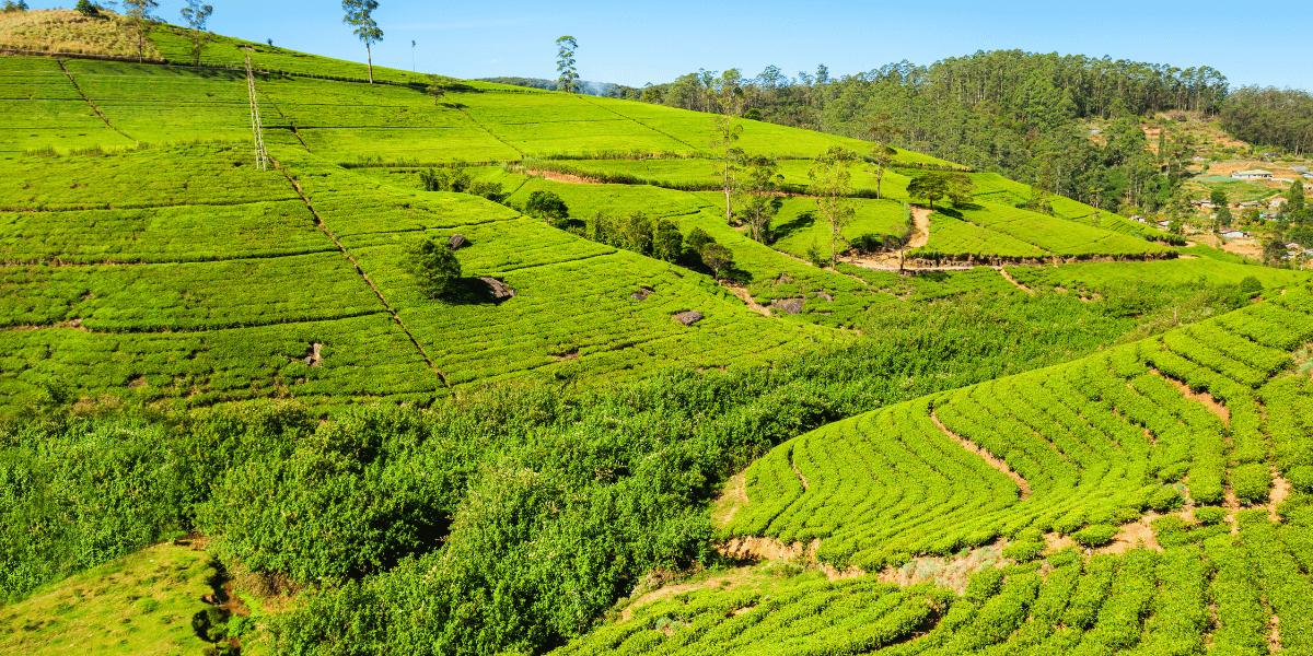 Nuwara Eliya Image